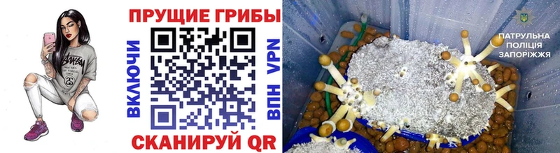 Псилоцибиновые грибы GOLDEN TEACHER  Мончегорск 
